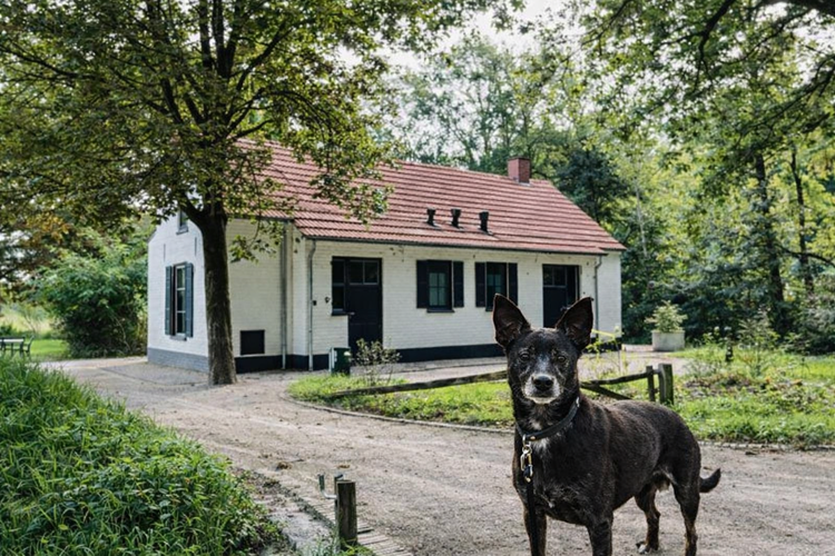 vakantie huisdier welkom